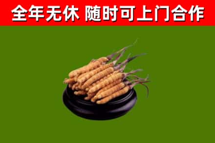 苏州回收散虫草